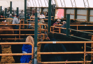 Bull evaluation holds record breaking sale