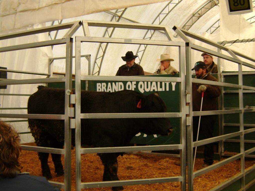 Michigan Angus Breeders Top MCA/MSU Bull Evaluation Sale