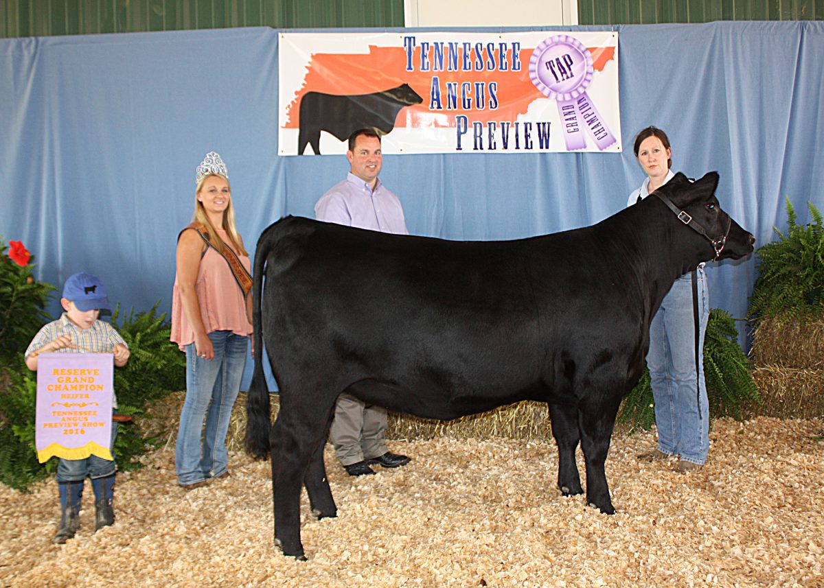 2016 Tennessee Angus Association Preview Show Results