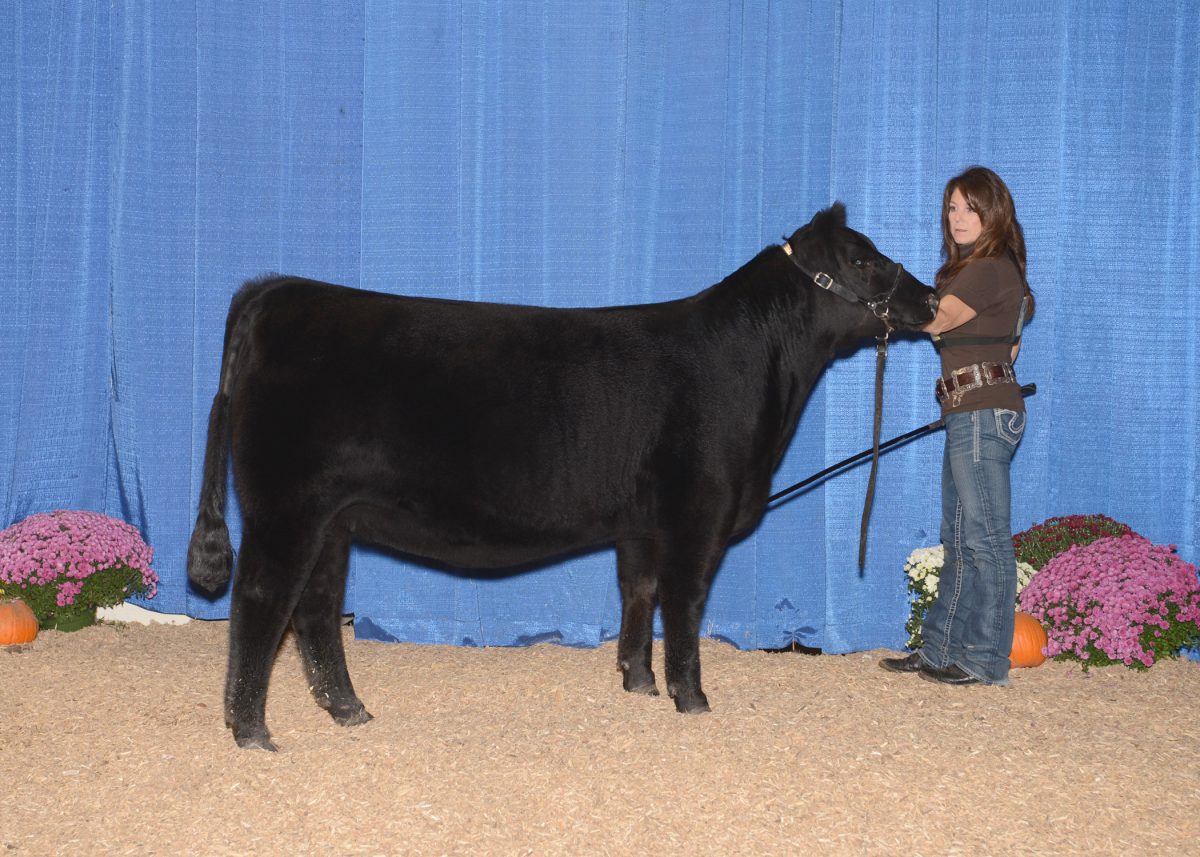 2016 Keystone International Livestock Exposition (KILE) Roll of Victory (ROV) Angus Show