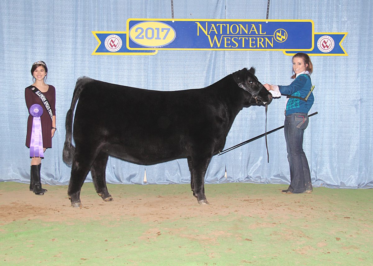 Angus Champions Named at the National Western Junior Show