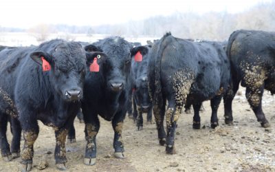 2018 Michigan Bull Breeding Soundness Exam Clinics