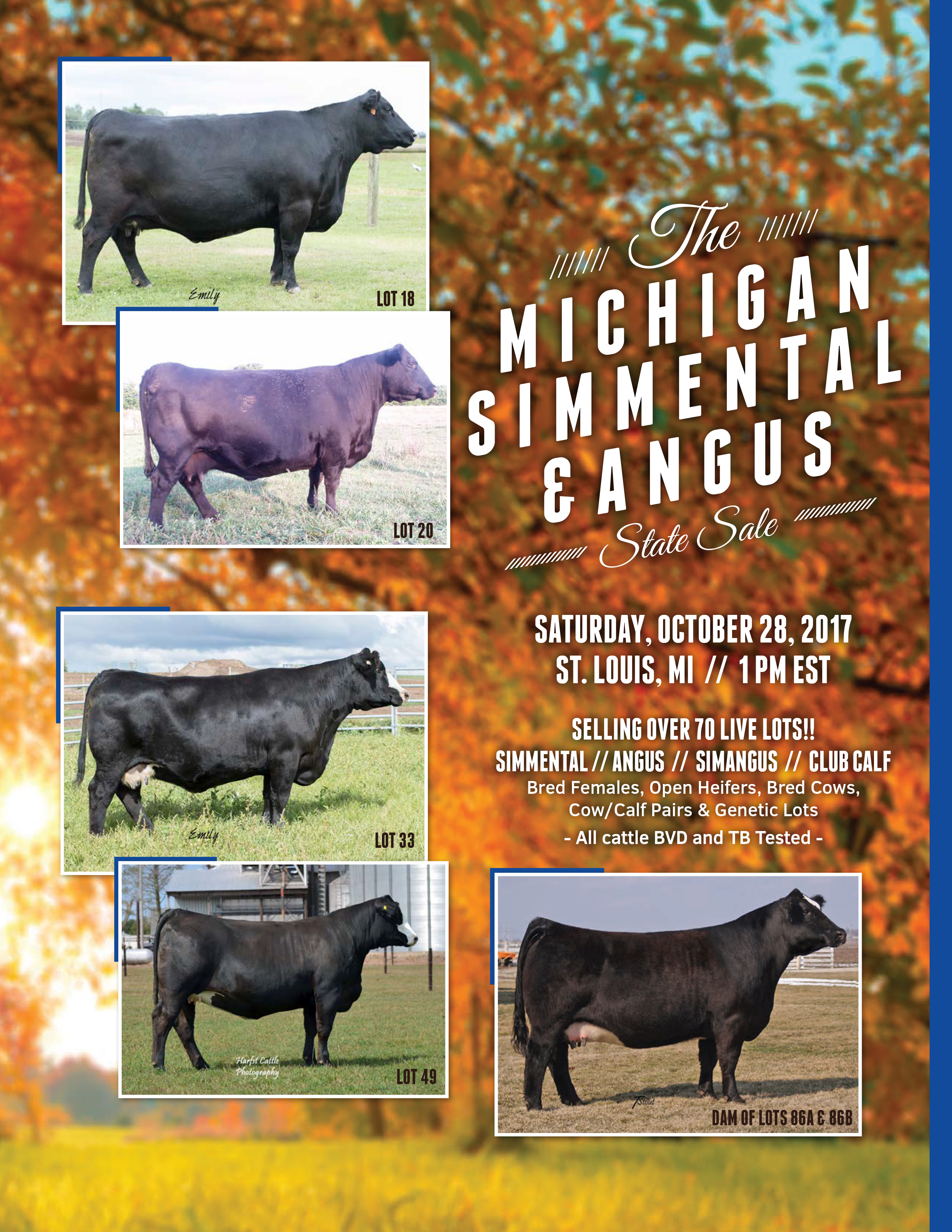2017 Michigan Angus Fall Sale Catalog