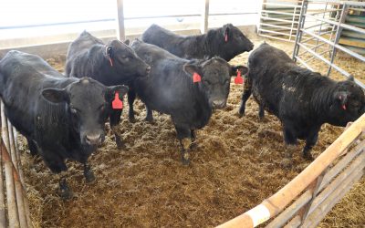 2018 MCA/MSU Bull Evaluation Sale Report
