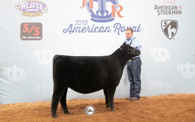 2018 American Royal Super Point Roll of Victory (ROV) Angus Show