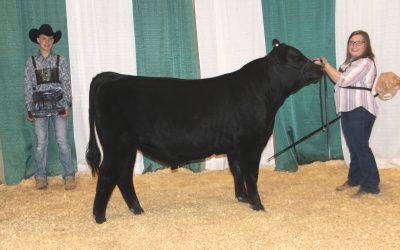 2019 Michigan Angus Association Preview Show