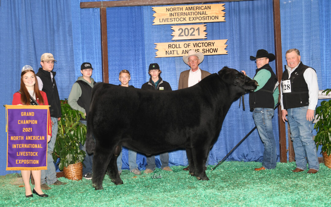 2021 North American International Livestock Exposition (NAILE) Super Point Roll of Victory (ROV) Angus Show
