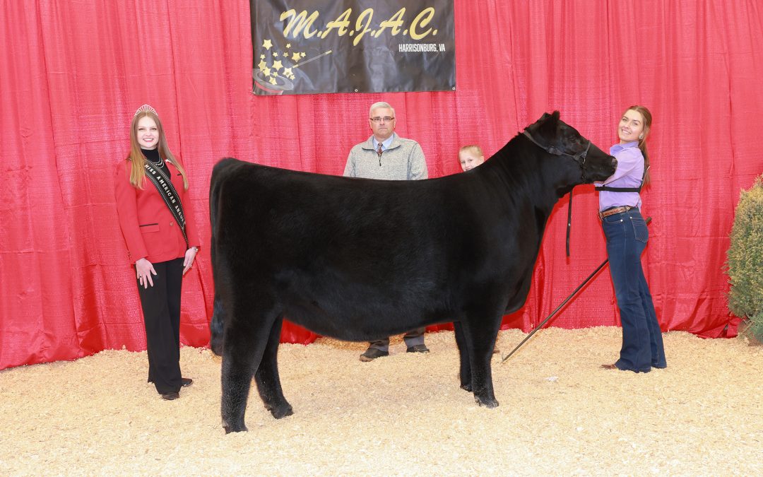 2024 Mid-Atlantic Junior Angus Classic (MAJAC) Regional Preview Show