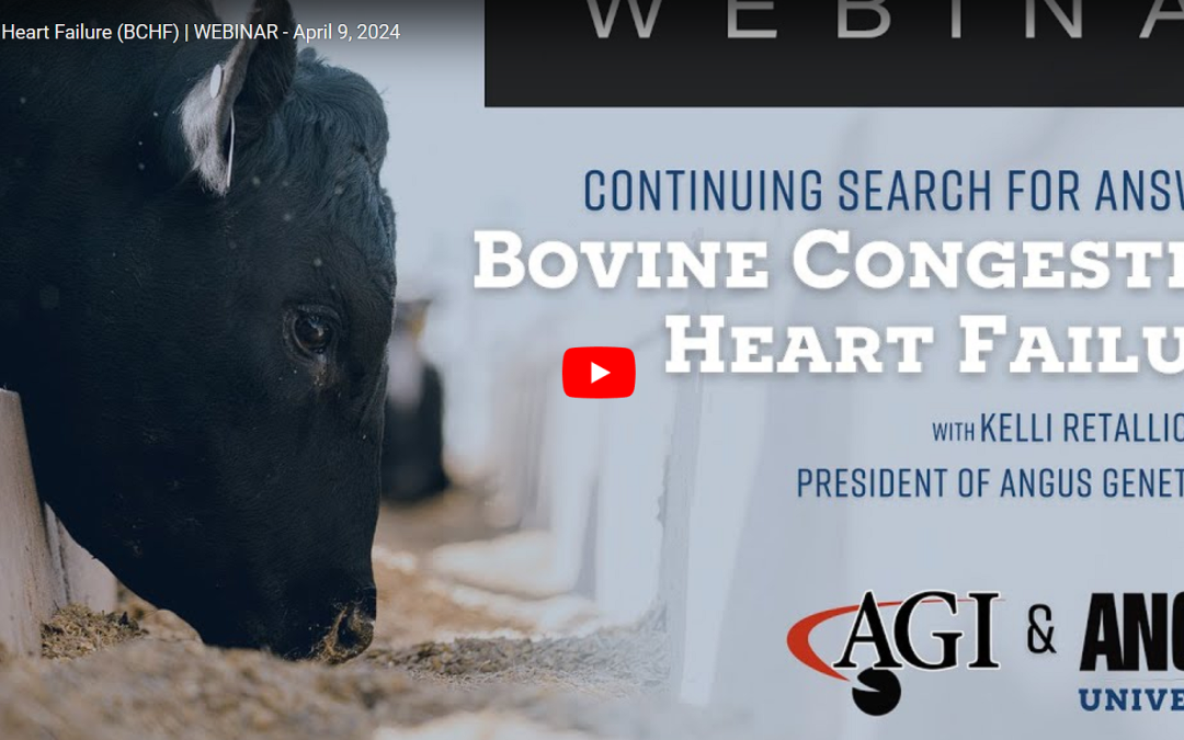 Angus Election Under Way