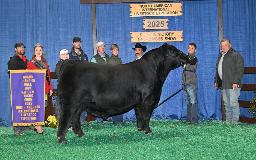 2025 North American International Livestock Exposition (NAILE) Super Point Roll of Victory (ROV) Angus Show