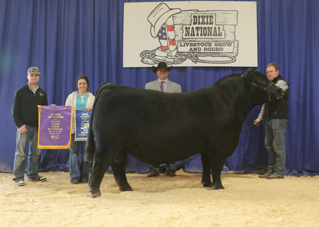 2026 Dixie National Roll of Victory (ROV) Angus Show Photo