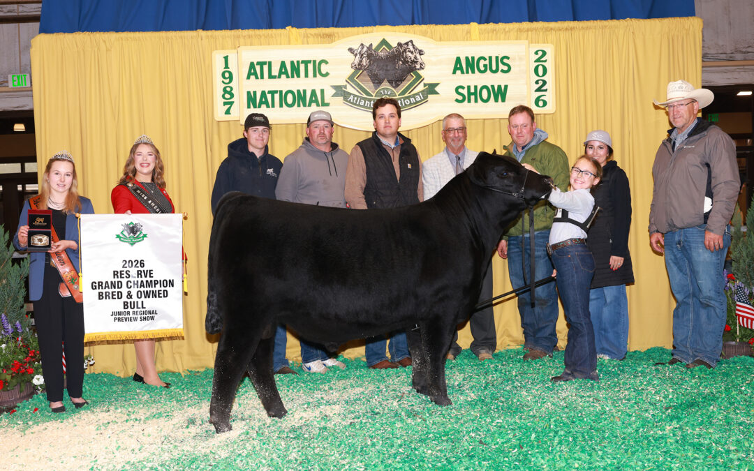 2026 Atlantic National Regional Preview Junior Angus Show results
